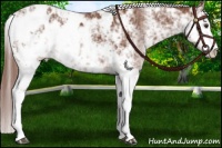 Horse Color:Chestnut Sabino Blanket