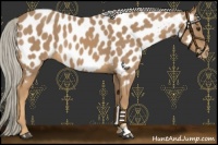 Horse Color:Palomino Near Leopard 