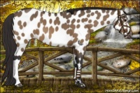 Horse Color:Bay Dun Near Leopard