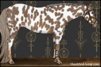 Horse Color:Chocolate Palomino Near Leopard 