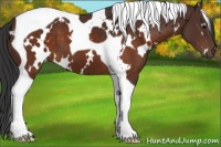 Horse Color:White Spotted Brown Tobiano 