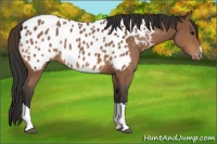 Horse Color:Bay Appaloosa 