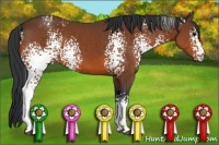 Horse Color:White Spotted Bay 