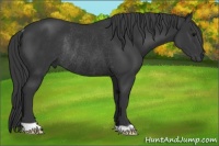 Horse Color:Black Rabicano 