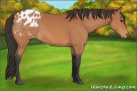 Horse Color:Bay Appaloosa