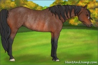 Horse Color:Bay Rabicano 