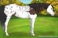 Horse Color:Brown Splash Appaloosa 