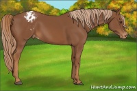 Horse Color:Chestnut Appaloosa