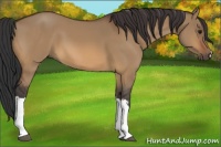 Horse Color:Bay Dun
