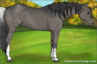 Horse Color:White Spotted Grullo