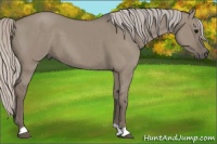 Horse Color:Silver Grullo 
