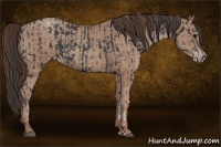 Horse Color:Black  and Classic Champagne 