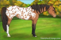 Horse Color:Bay Appaloosa 