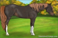 Horse Color:Liver Chestnut 