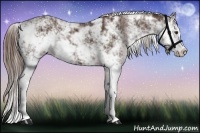 Horse Color:Liver Chestnut Sabino