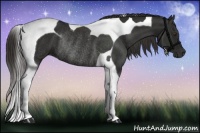 Horse Color:Liver Chestnut Tobiano Rabicano