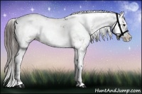Horse Color:Liver Chestnut Sabino