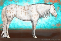Horse Color:Gold Champagne Appaloosa  and Gold Champagne Appaloosa 