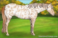 Horse Color:Gold Champagne Appaloosa  and Gold Champagne Appaloosa 