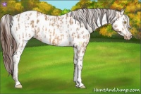 Horse Color:Amber Champagne Appaloosa and Amber Champagne Appaloosa