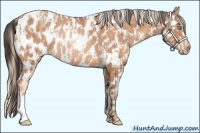 Horse Color:Amber Champagne Appaloosa  and Gold Champagne Appaloosa Rabicano 