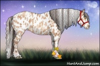 Horse Color:Amber Champagne Appaloosa and Silver Amber Champagne Appaloosa
