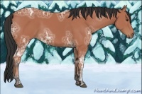 Horse Color:Bay Ice 