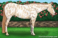Horse Color:Gold Champagne Dun Appaloosa and Gold Champagne Dun Splash Appaloosa