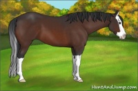 Horse Color:Brown Splash 