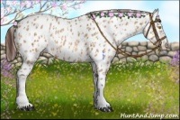 Horse Color:Amber Champagne Appaloosa and Amber Champagne Appaloosa