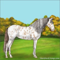 Horse Color:Amber Champagne Appaloosa and Amber Champagne Tobiano Appaloosa