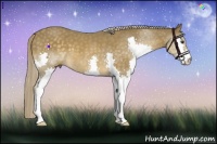 Horse Color:Chocolate Palomino Splash 