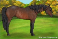 Horse Color:Brown Rabicano 