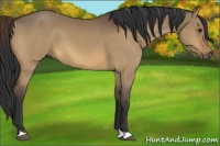 Horse Color:Bay Dun