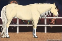 Horse Color:Palomino Roan Splash 