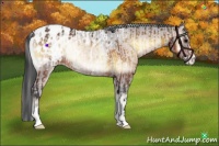 Horse Color:Brown Onyx Appaloosa and Brown Onyx Appaloosa
