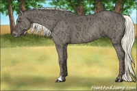Horse Color:Liver Chestnut Ice Mushroom Appaloosa Rabicano 