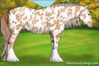 Horse Color:Gold Champagne Appaloosa  and Gold Champagne Appaloosa 