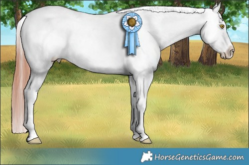 Horse Color:Sable Champagne Appaloosa 