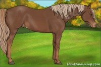 Horse Color:Chestnut Varnish 