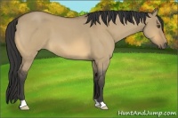 Horse Color:Buckskin Roan Dun 