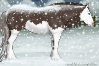 Horse Color:Liver Chestnut Splash Appaloosa 