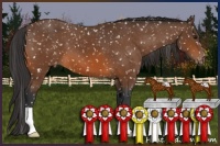 Horse Color:Bay Appaloosa