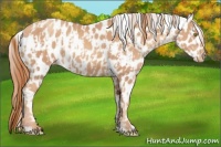 Horse Color:Gold Champagne Appaloosa  and Gold Champagne Appaloosa Rabicano 