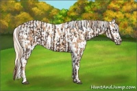 Horse Color:Liver Chestnut and Gold Champagne Near Leopard