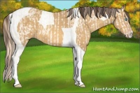 Horse Color:Perlino Sabino  and Amber Cream Champagne Tobiano 