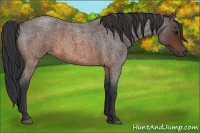 Horse Color:Brown Roan 