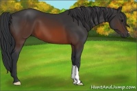 Horse Color:Brown 