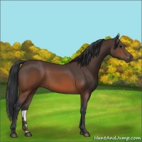 Horse Color:Brown 