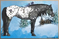 Horse Color:White Spotted Black Ice Appaloosa Rabicano 